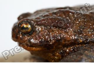 Toad - Bufo bufo 0029